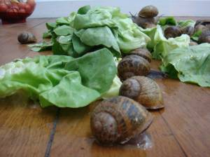 entre-poire-et-fromage1-perf-11